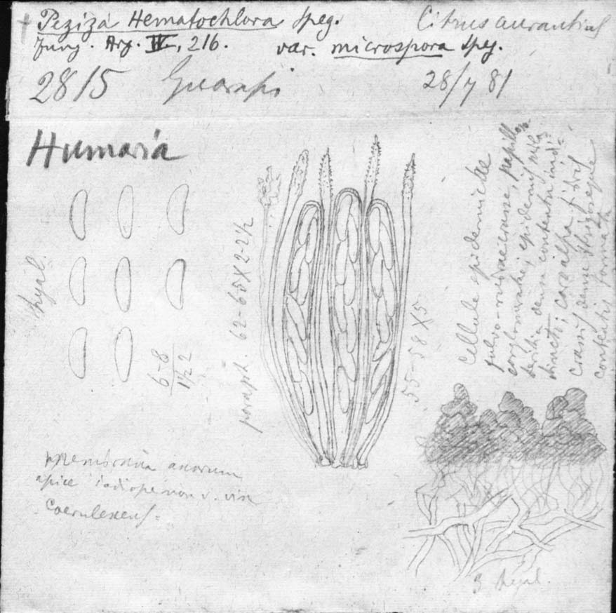 dibujo de Peziza hematochlora var. microspora Speg.