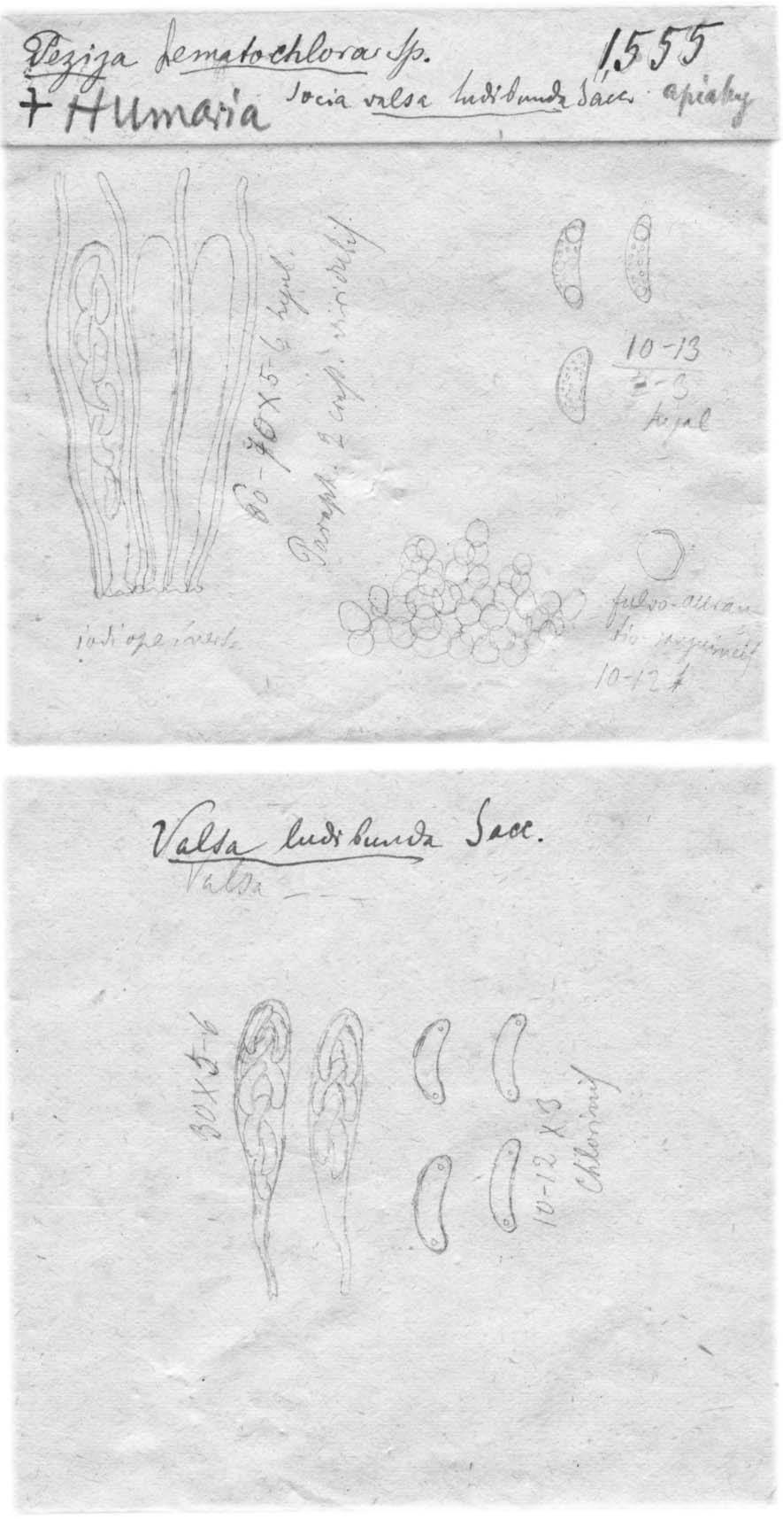dibujo de Peziza hematochlora Speg.