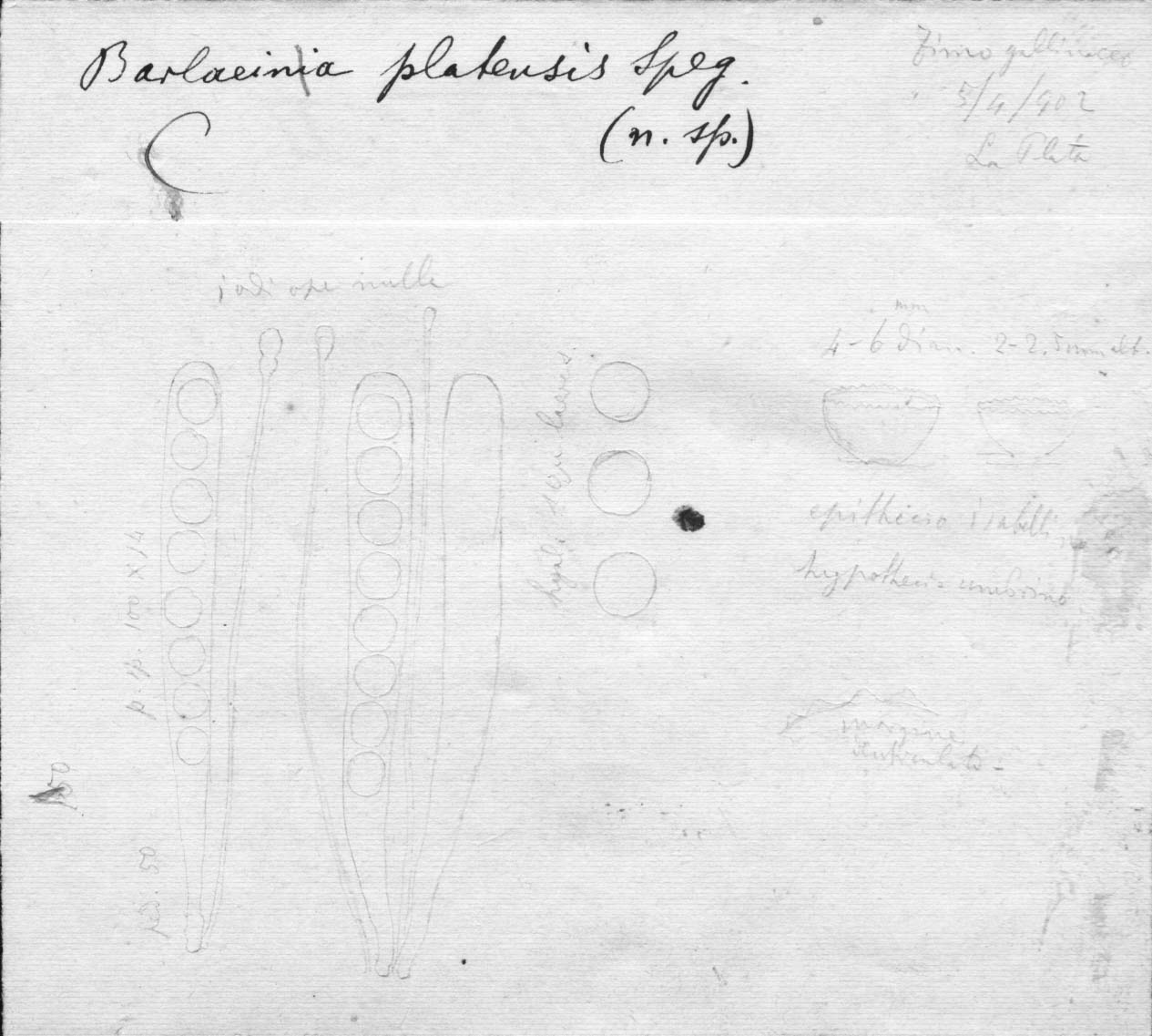 dibujo de Barlaeina platensis Speg.