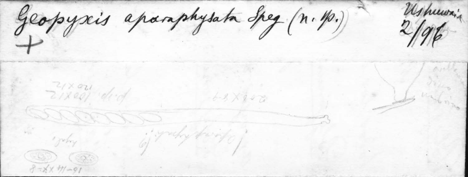 dibujo de Geopyxis aparaphysata Speg.