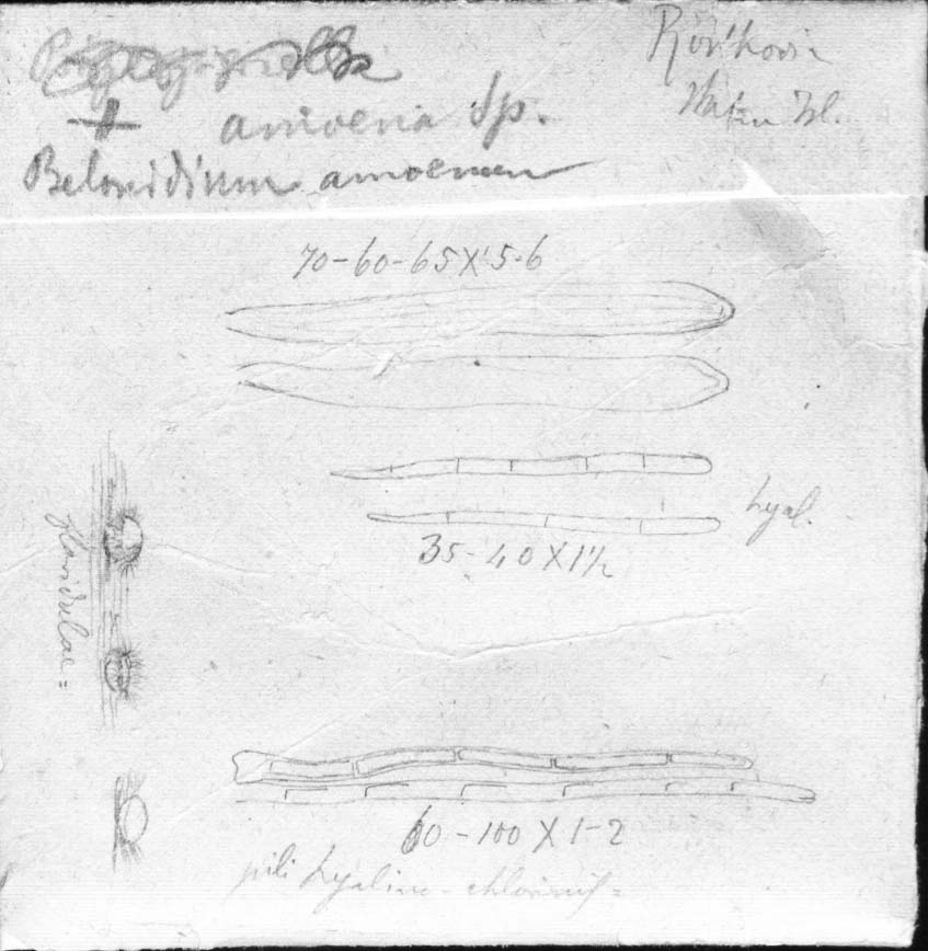 dibujo de Belonidium amoenum Speg.