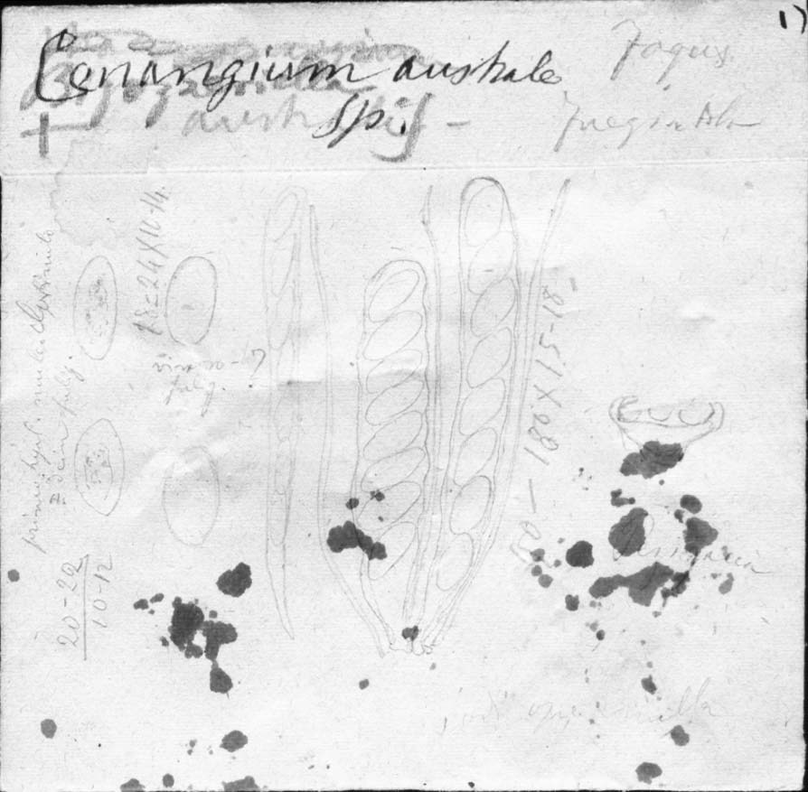 dibujo de Cenangium australe Speg.