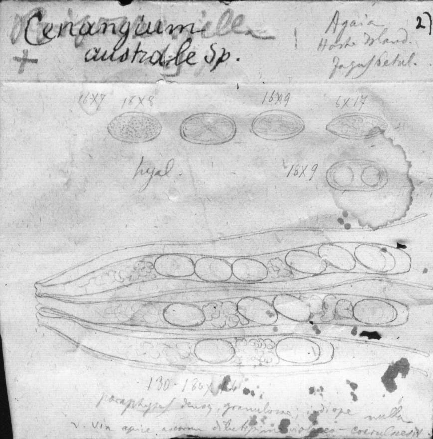 dibujo de Cenangium australe Speg.