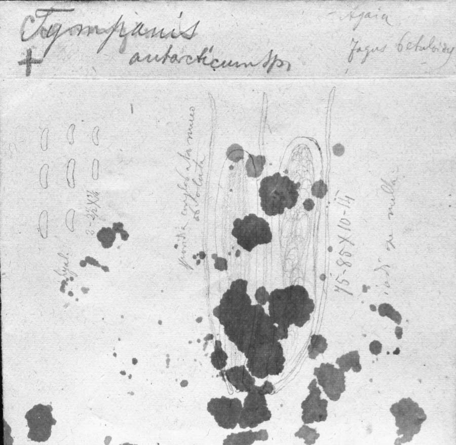 dibujo de Tympanis antarctica Speg.