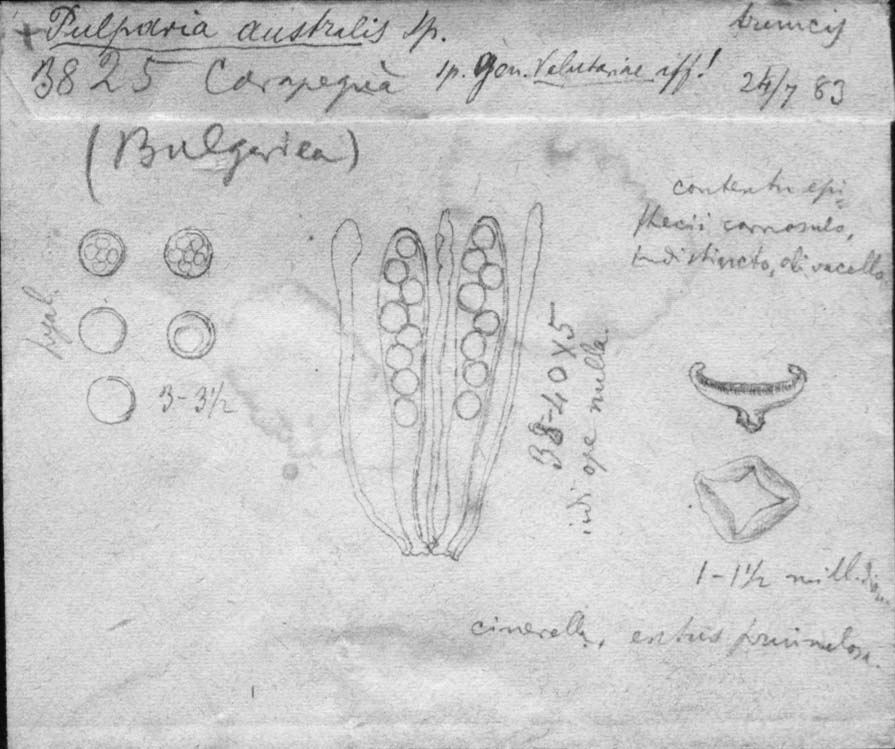 dibujo de Peziza australis Speg.