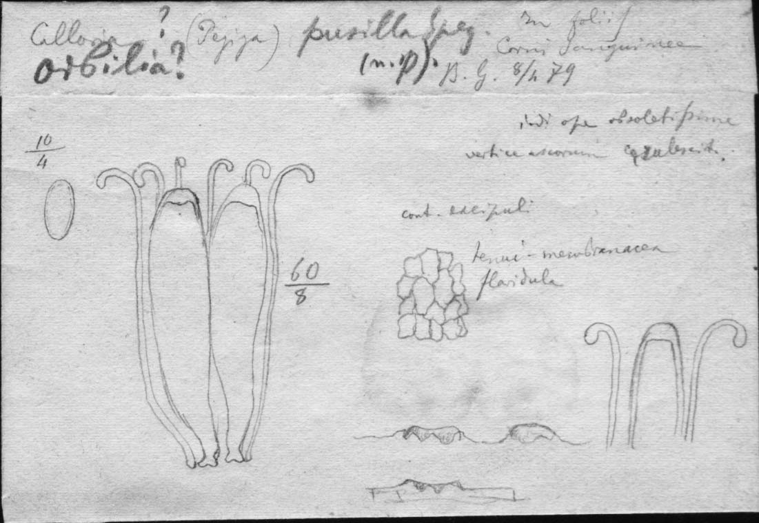 dibujo de Calloria pusilla Speg.
