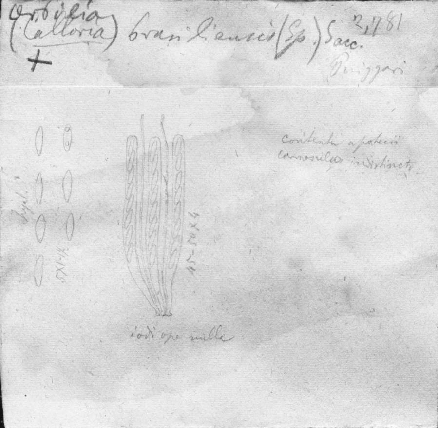 dibujo de Calloria brasiliensis Speg.