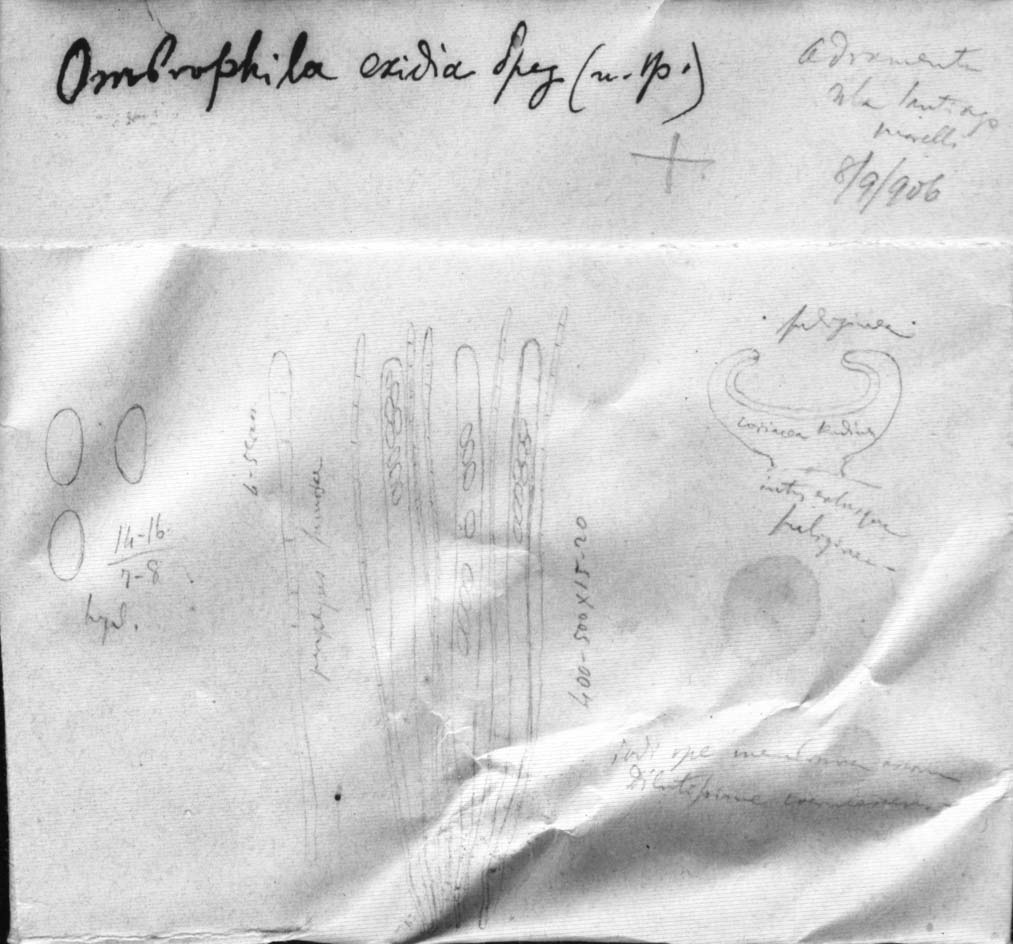 dibujo de Ombrophila exidia Speg.