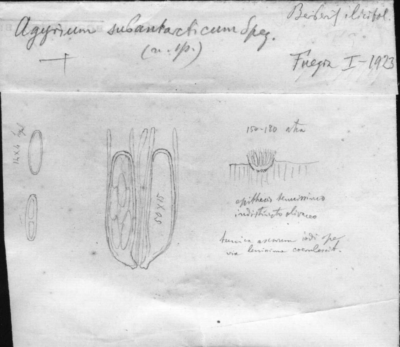 dibujo de Agyrium subantarcticum Speg.