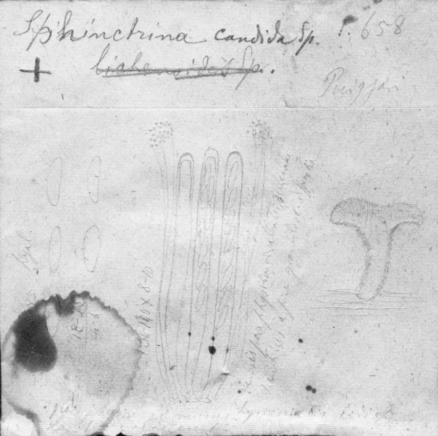 drawing of Sphinctrina candida Speg.