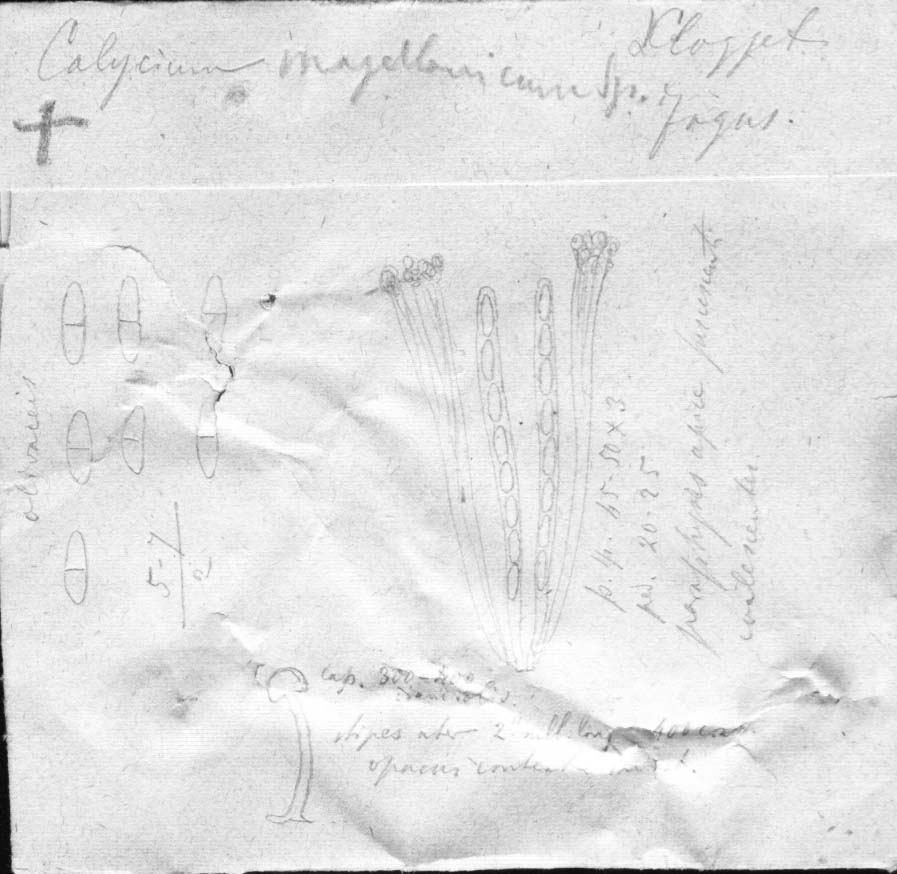 dibujo de Calicium magellanicum Speg.