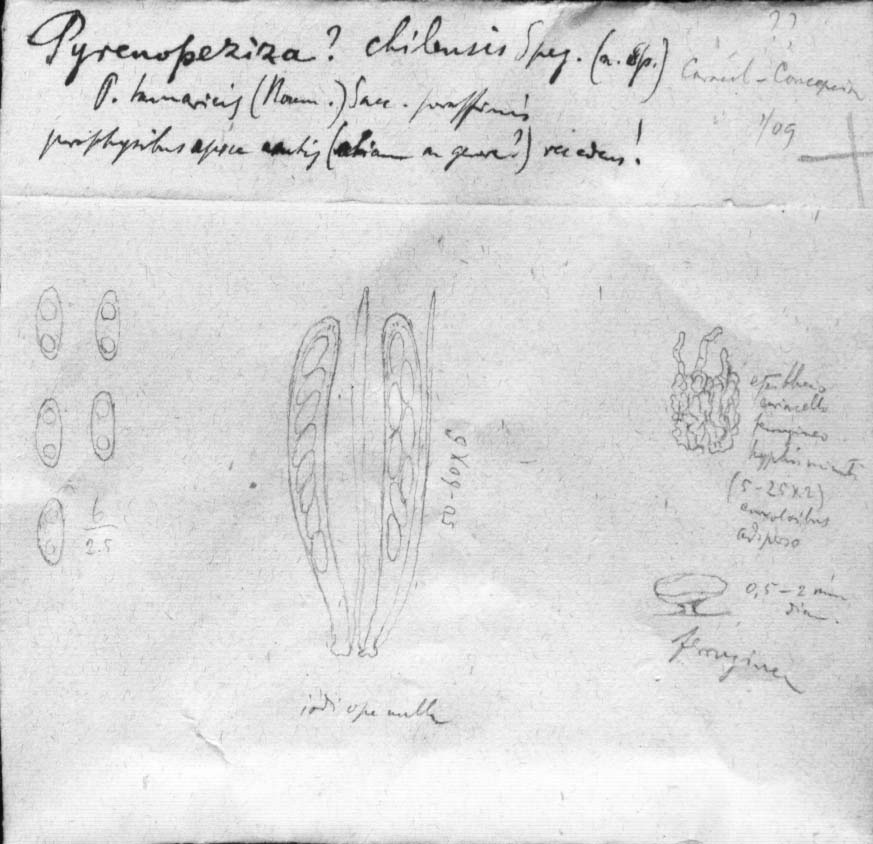 dibujo de Pyrenopeziza chilensis Speg.