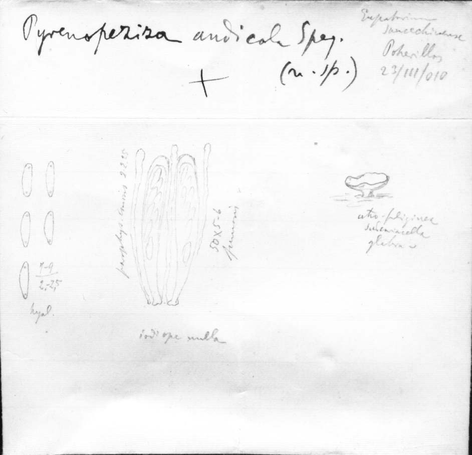 dibujo de Pyrenopeziza andicola Speg.