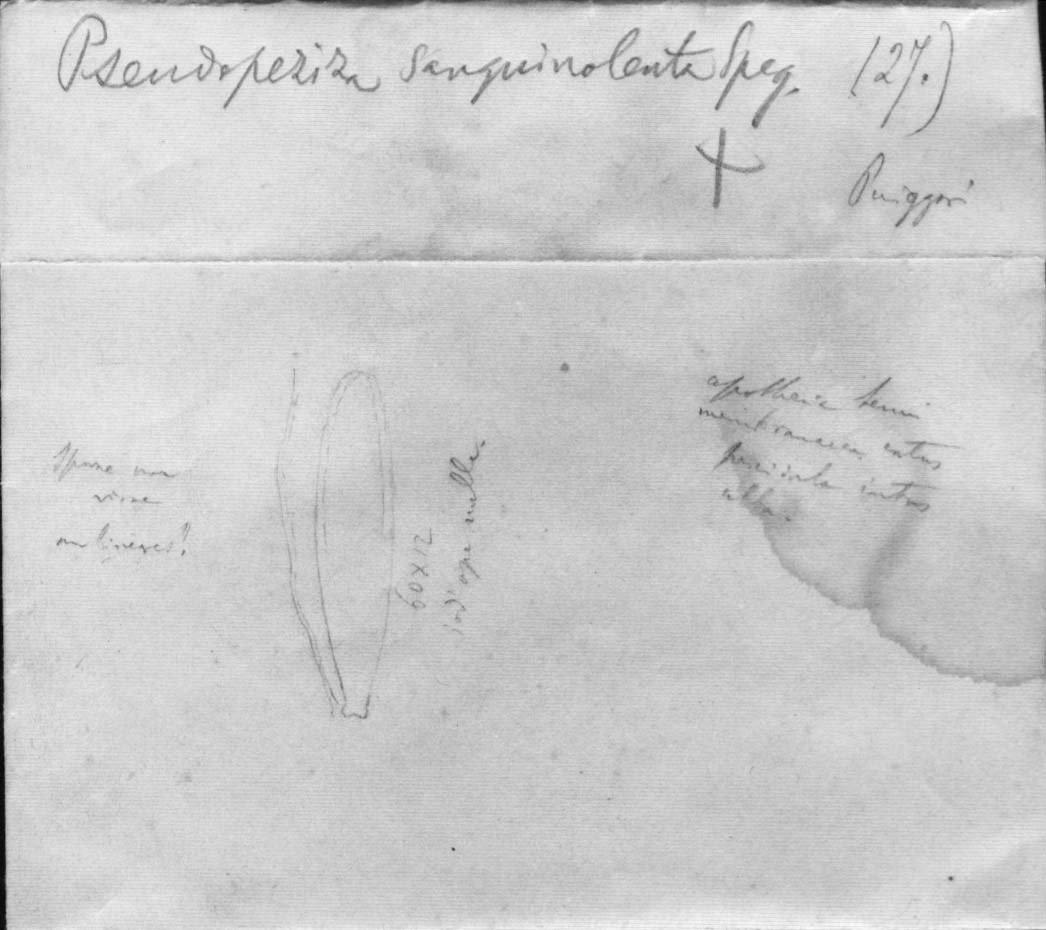 dibujo de Pseudopeziza sanguinolenta Speg.
