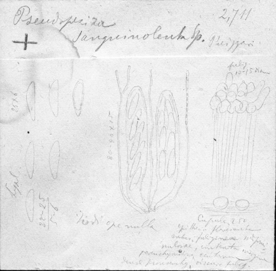 dibujo de Pseudopeziza sanguinolenta Speg.