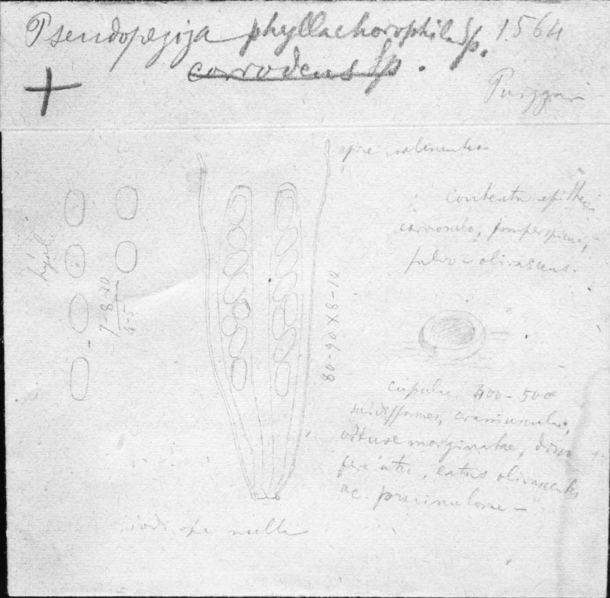 dibujo de Pseudopeziza phyllachorophila Speg.