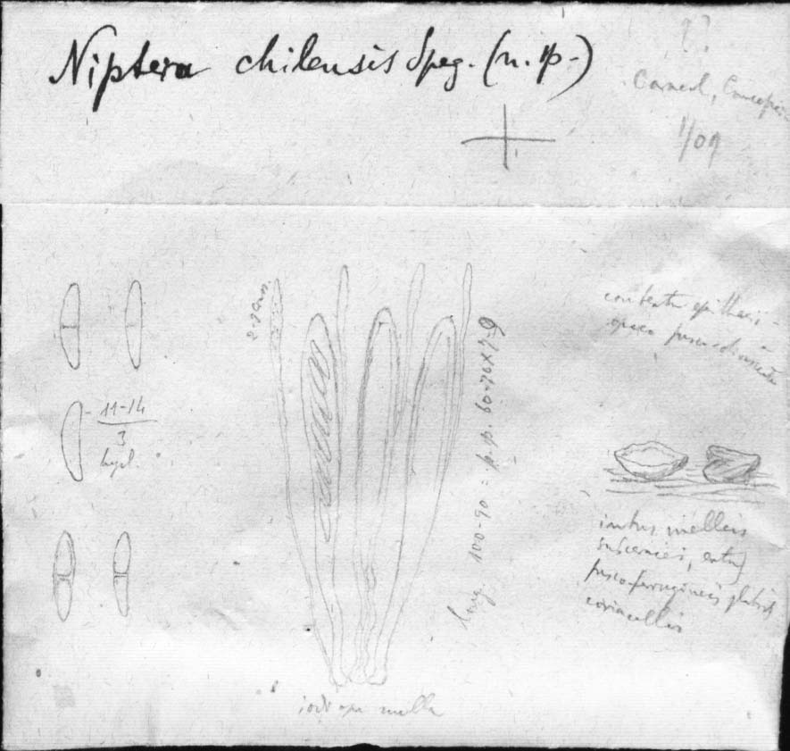 dibujo de Niptera chilensis Speg.