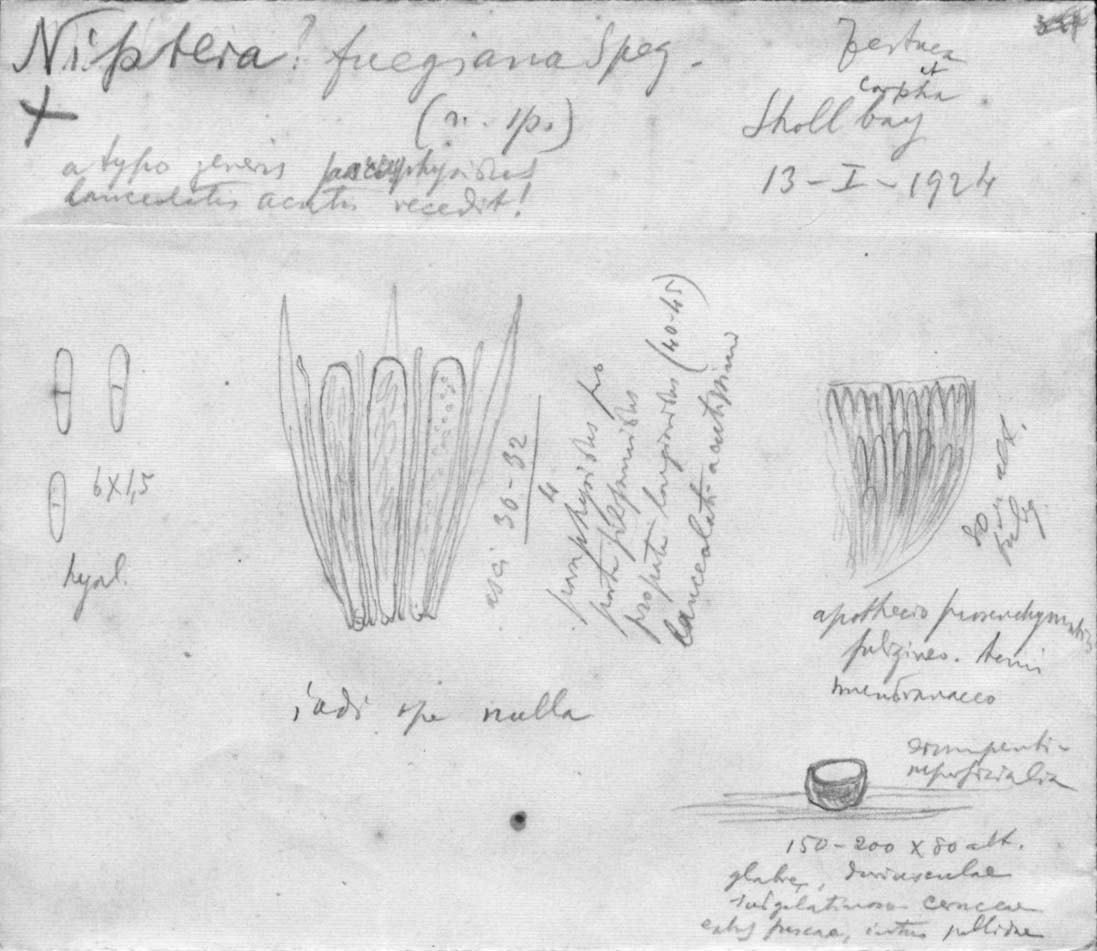 drawing of Niptera fuegiana Speg.