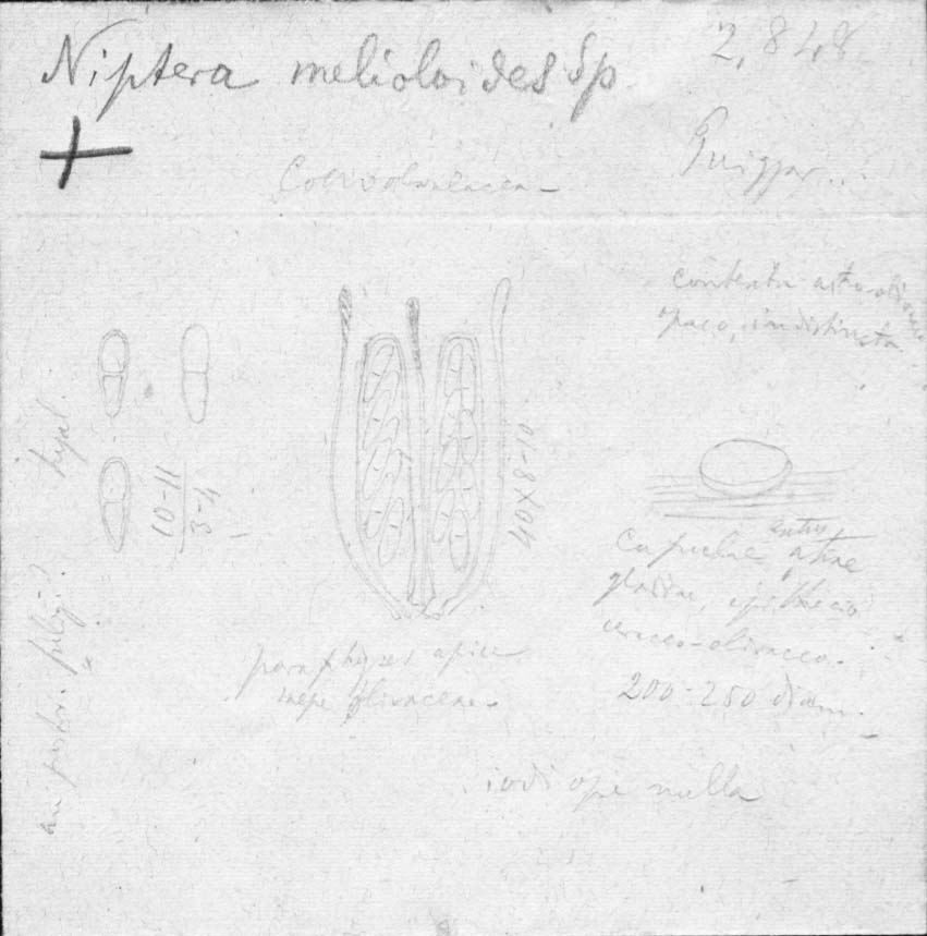dibujo de Niptera melioloides Speg.