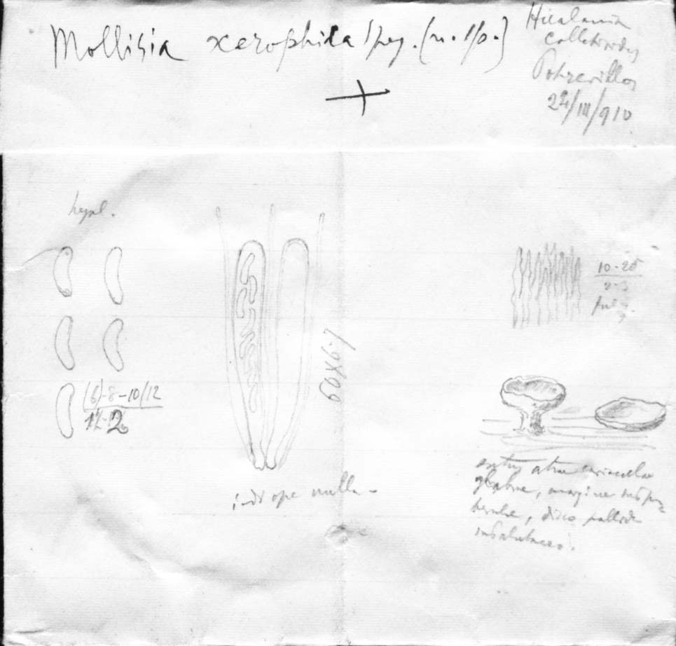dibujo de Mollisia xerophila Speg.