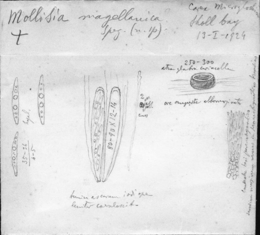 dibujo de Mollisia magellanica Speg.