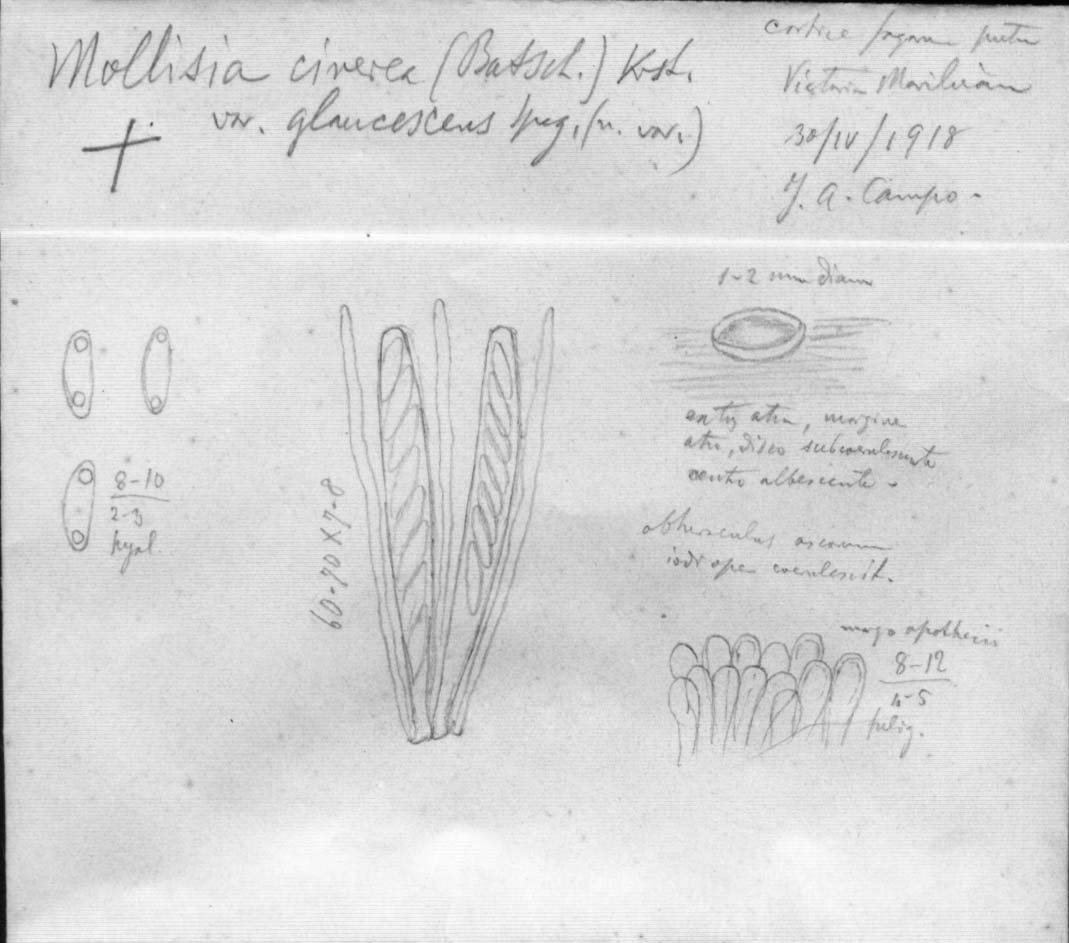 dibujo de Mollisia cinerea var. glaucescens Speg.