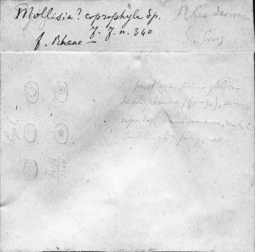 dibujo de Mollisia coprophila Speg.