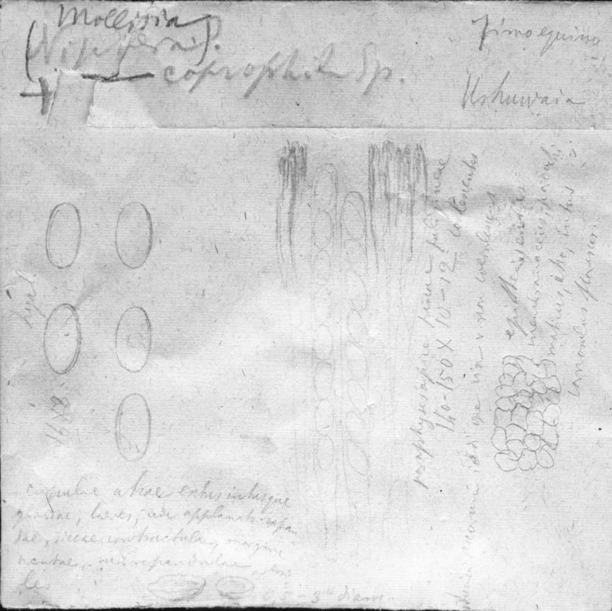 dibujo de Mollisia coprophila Speg.