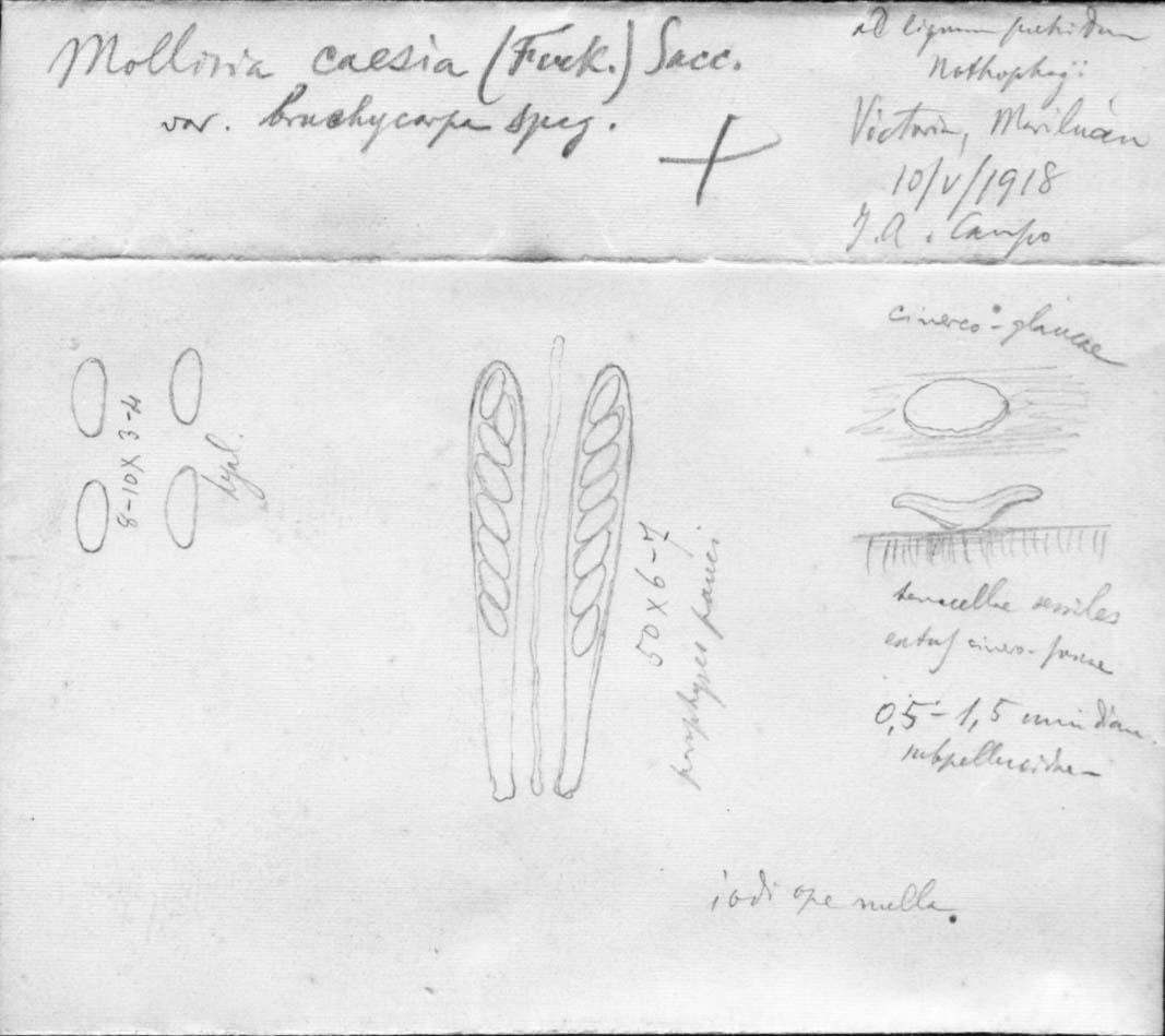 dibujo de Mollisia caesia var. brachycarpa Speg.