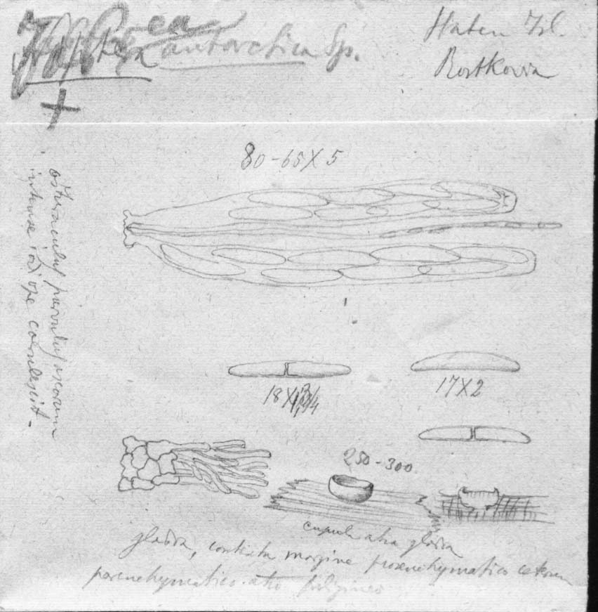 dibujo de Niptera antarctica Speg.