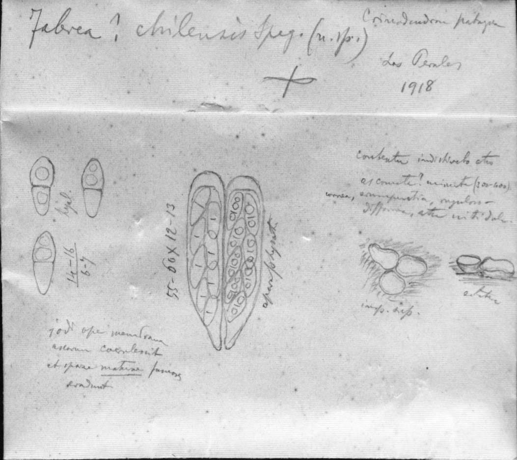 dibujo de Fabraea chilensis Speg.