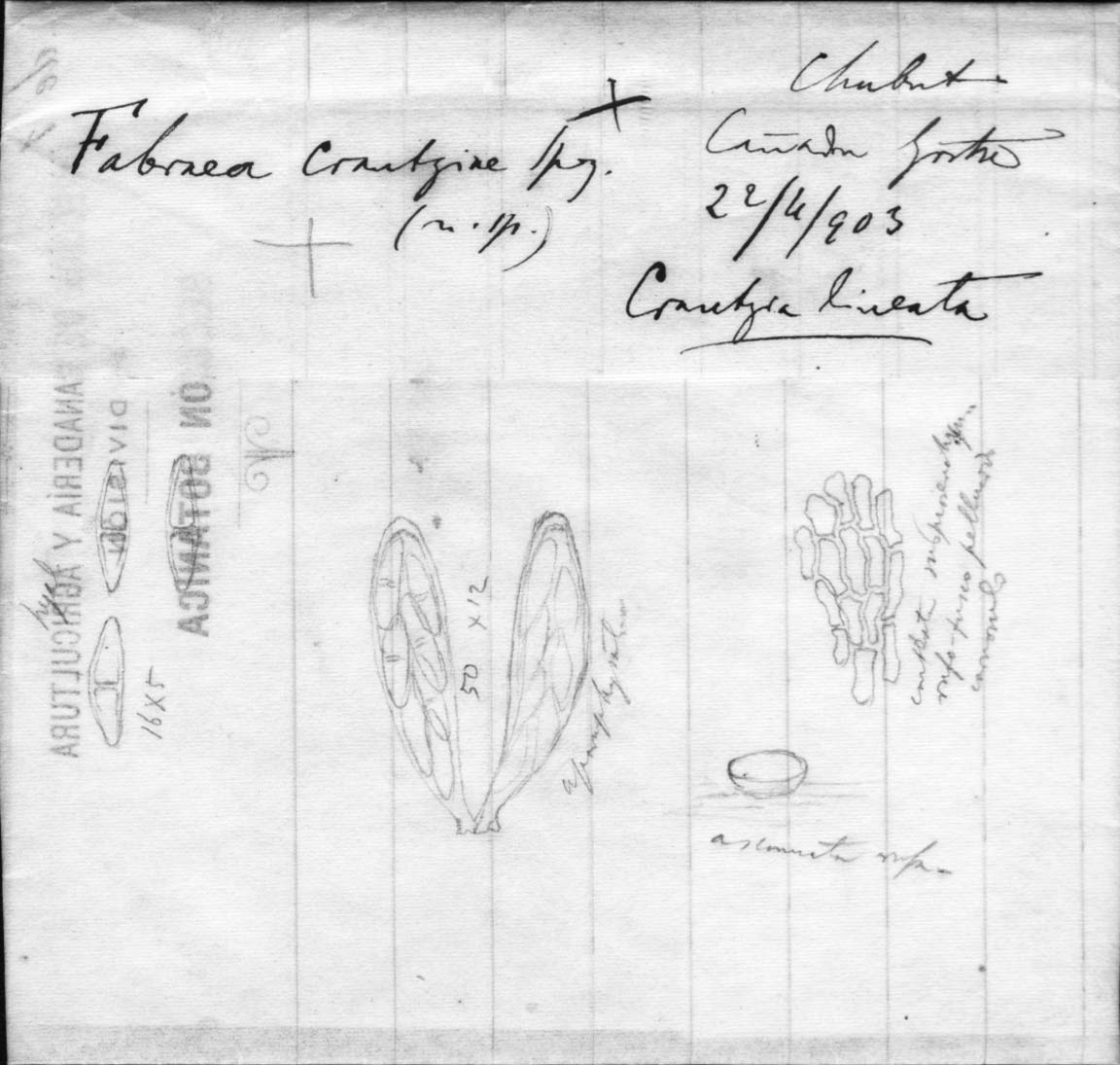 drawing of Fabraea crantziae Speg.