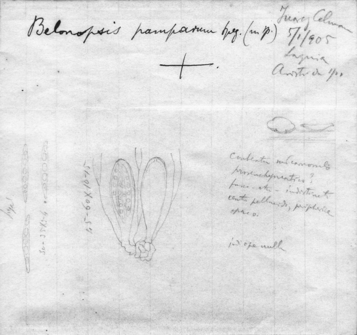 dibujo de Belonopsis pamparum Speg.