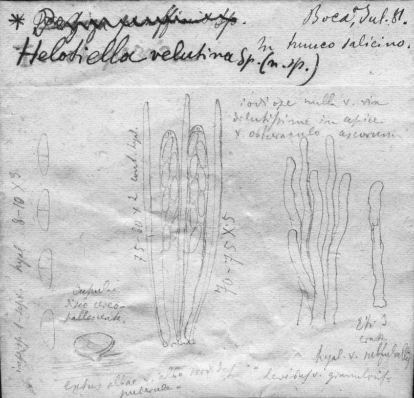 dibujo de Helotiella vetulina Speg.