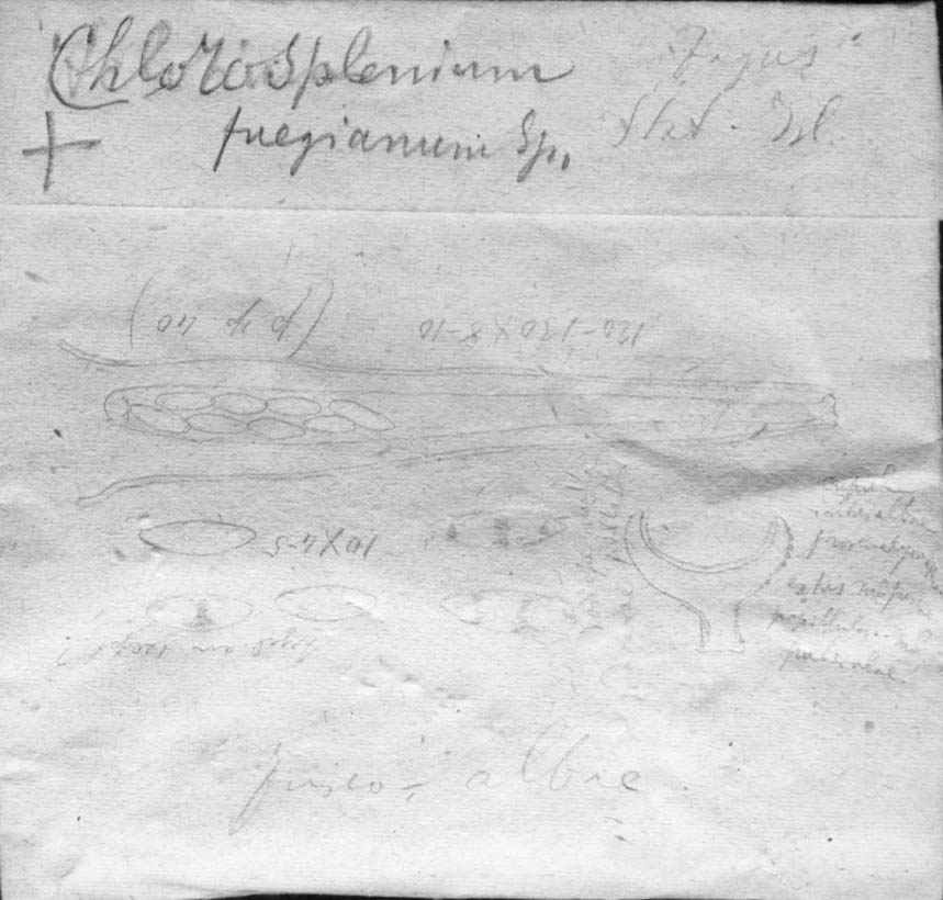 dibujo de Chlorosplenium fuegianum Speg.