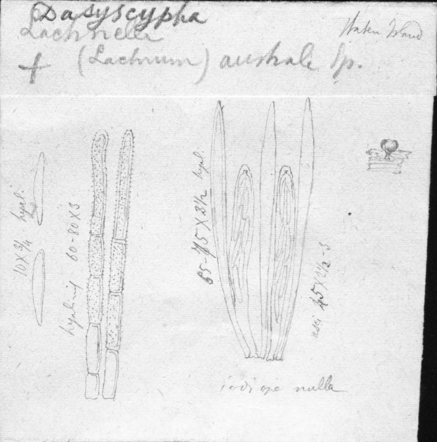 dibujo de Lachnella australis Speg.