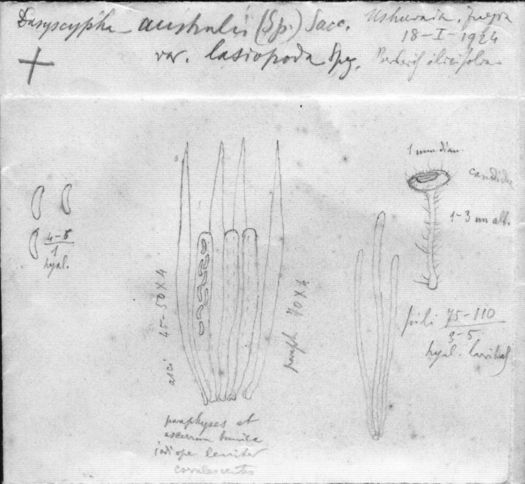 dibujo de Dasyscypha australis var. lasiopoda Speg.