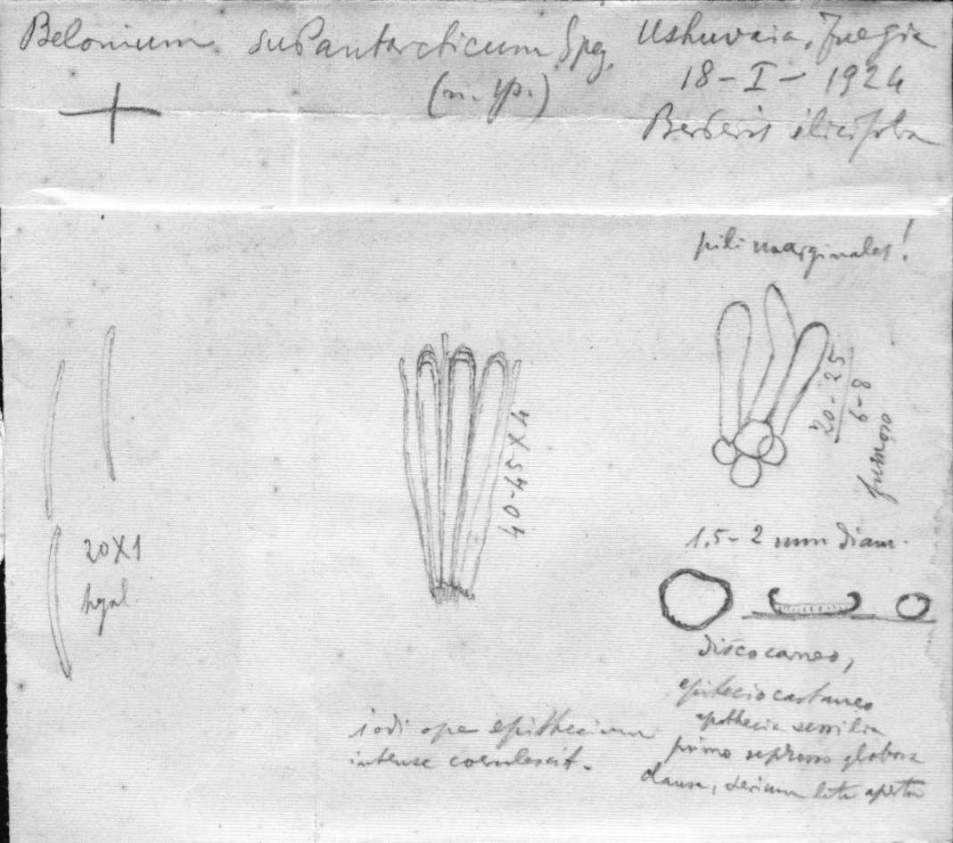 dibujo de Belonium subantarcticum Speg.