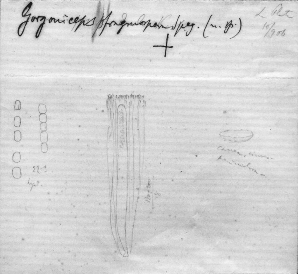 dibujo de Gorgoniceps phragmospora Speg.