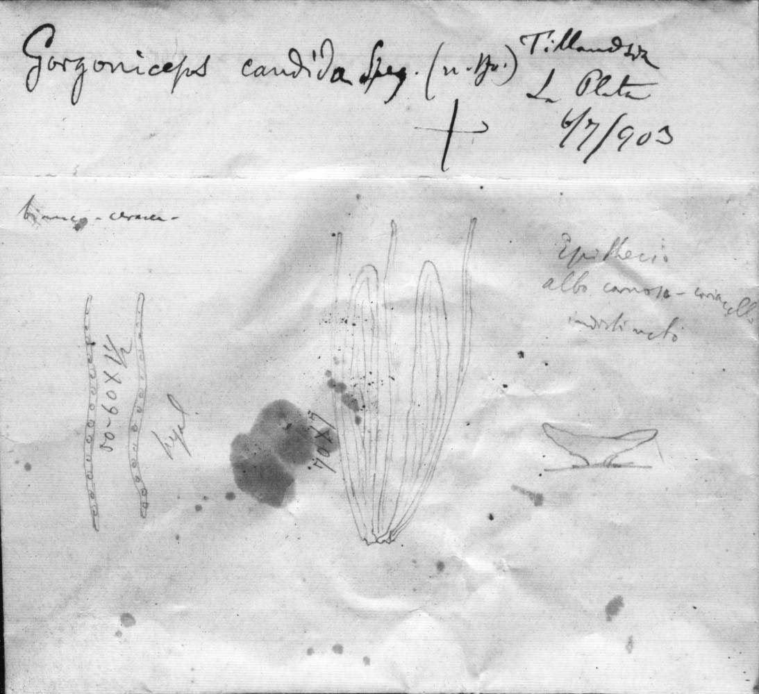 dibujo de Gorgoniceps candida Speg.