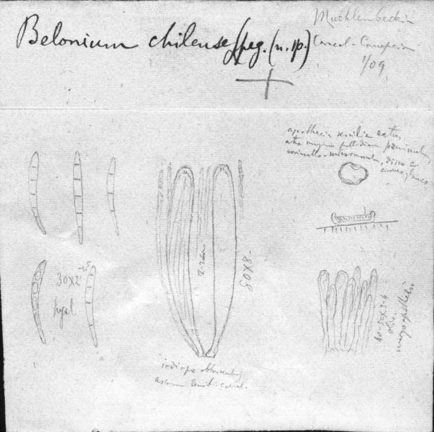 dibujo de Belonium chilense Speg.