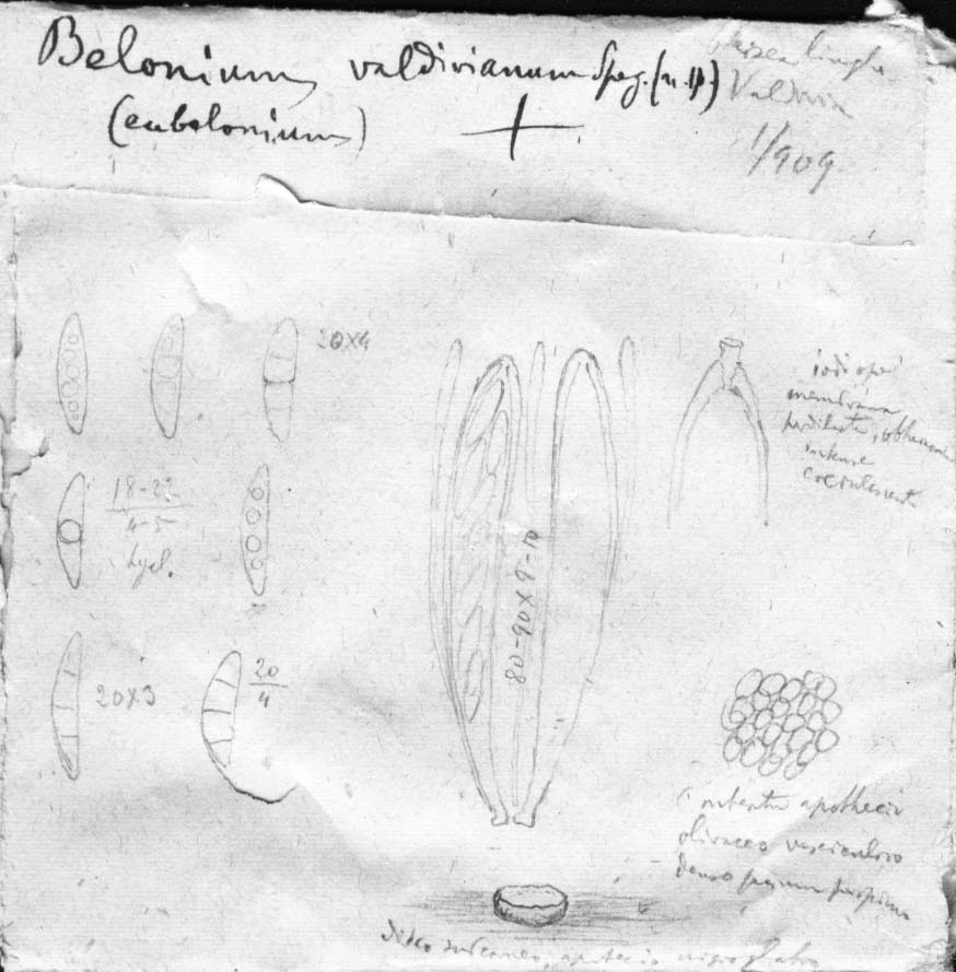dibujo de Belonium valdivianum Speg.