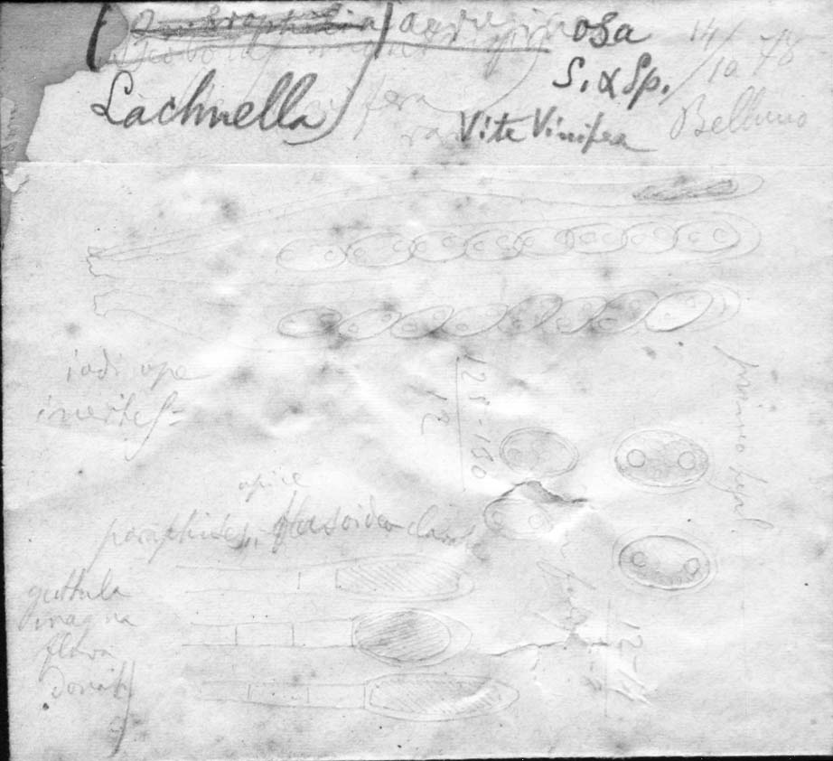 dibujo de Lachnella aeruginosa (Sacc. & Speg.) Sacc. & Speg.