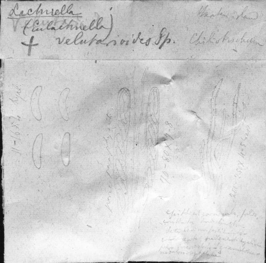dibujo de Lachnella velutarioides Speg.