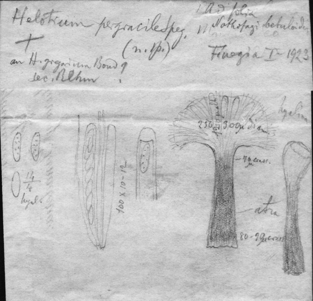 dibujo de Helotium pergracile Speg.