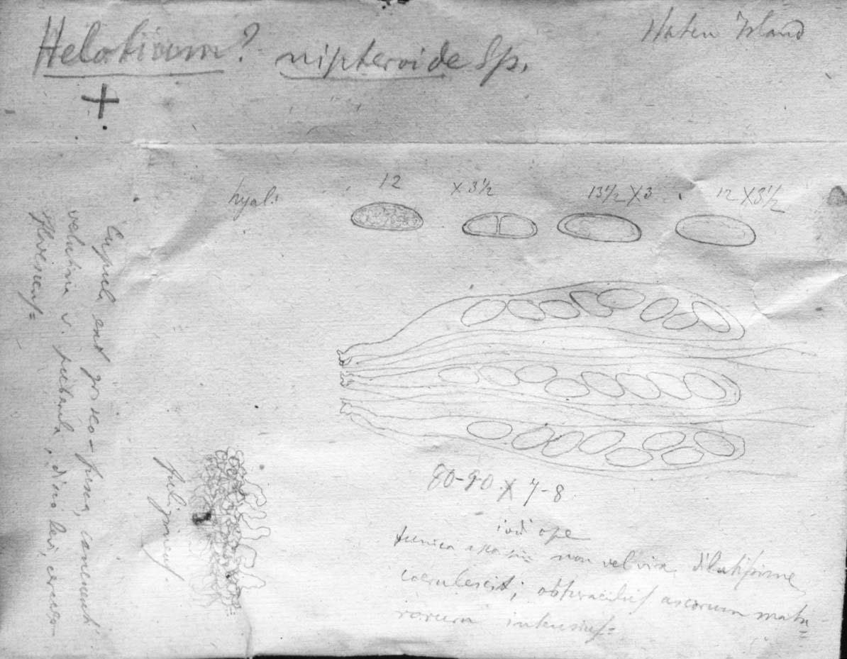 dibujo de Helotium nipteroides Speg.