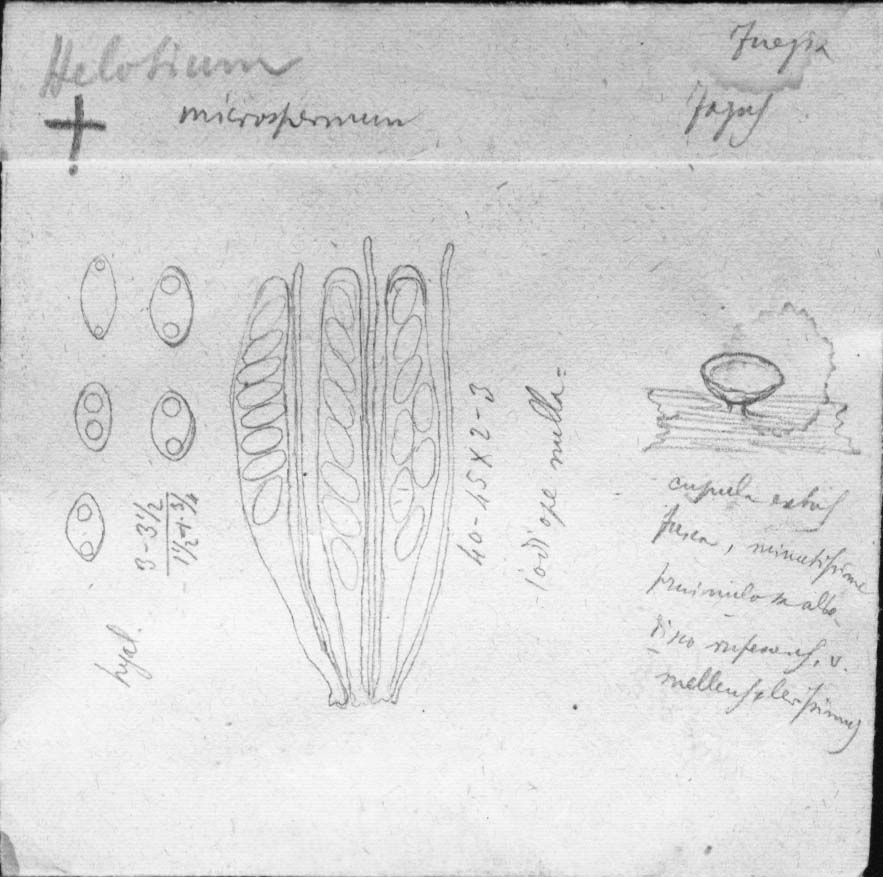 dibujo de Helotium microspermum Speg.