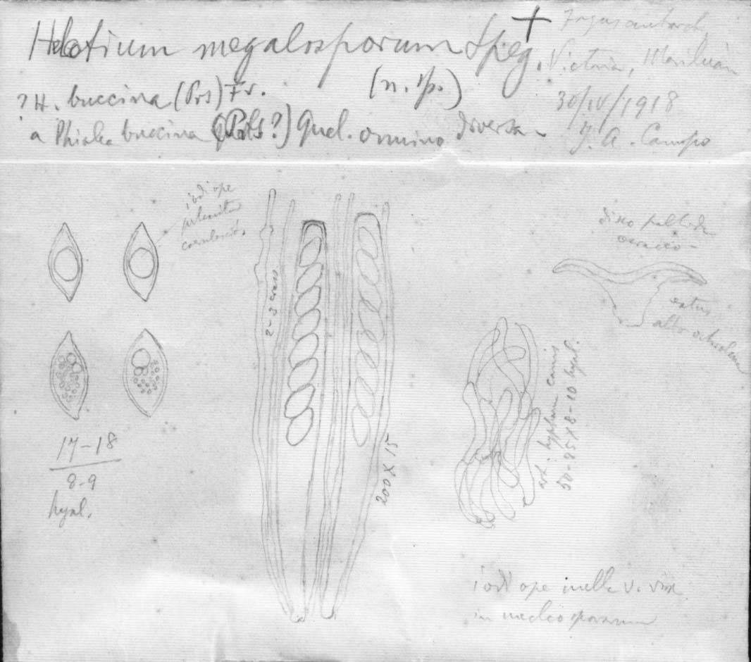 dibujo de Helotium megalosporum Speg.