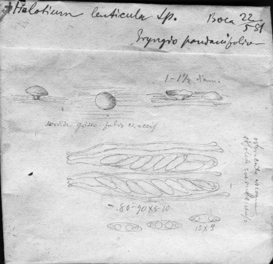 dibujo de Helotium lens Speg.