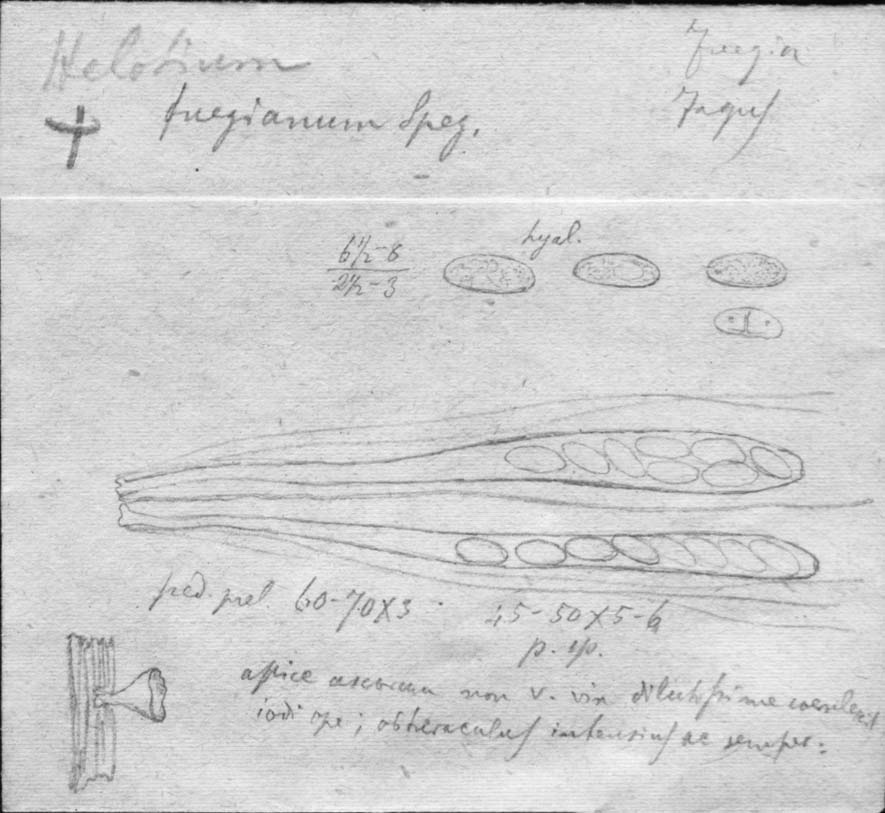 dibujo de Helotium fuegianum Speg.